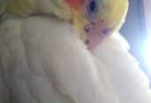 عروس هلندی